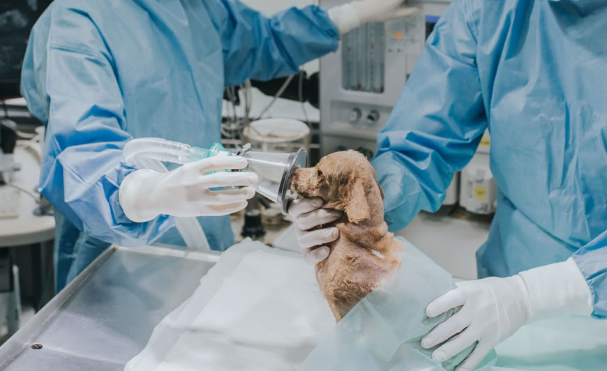 Dos veterinarios poniendo la sedación a un perro pequeño marrón en una mesa de operaciones antes de intervenirle quirúrgicamente en la clínica veterinaria El Jardín.